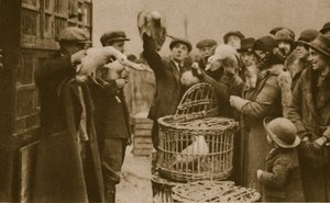 Buying live poultry at a Pedlars Market at the Caledonian Market by English Photographer